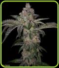 Pure Runtzy - TH Seeds