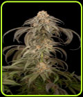 Purple Afghan Kush - Dinafem Seeds