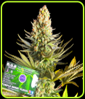 SALE - Purple Berry Punch - BSB Genetics - BSB Genetics