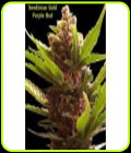 Purple Bud - Seedsman Seeds
