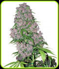 Purple Bud - White Label Seeds