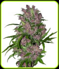 Purple Bud Automatic - White Label Seeds
