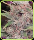 Purple Caper - Purple Caper Seeds
