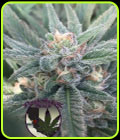Purple Caper OG - Purple Caper Seeds