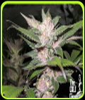 Purple Chem - Cali Connection Seeds