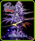 Purple Cherry - Positronic Seeds