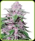 Purple Cookie Kush - Sensi Research Seeds