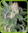 Purple Crack - Cali Connection Seeds