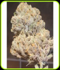 Purple Cream - Zmoothiez Seeds