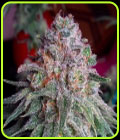 Purple Dawg Mass - Critical Mass Collective