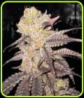 Purple Diesel - Cali Connection Seeds