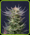 Purple Dream Auto Edition - Kannabia Seeds