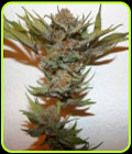 Purple Fondue - True Canna Genetics