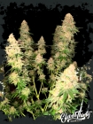 Purple Fun Dip - ElevenThirty Genetics