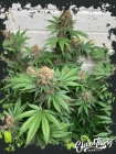 Purple Fun Dip Auto - ElevenThirty Genetics