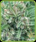 Purple Gelato - Flavour Chasers