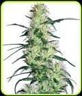 Purple Haze - White Label Seeds