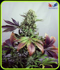 Purple Haze - Positronic Seeds
