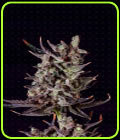 Purple Haze Auto - Genofarm Seeds