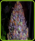 Purple Haze Auto - Original Sensible Seeds