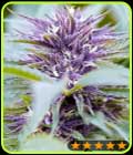 Purple Haze Auto - PowerStrains