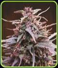 Purple Haze x Malawi - Ace Seed bank