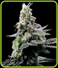 Purple Kosher - DNA Genetics Seeds