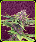 Purple Kush - Kannabia Seeds