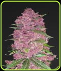 Purple Lemonade - FastBuds