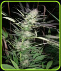 Purple Lightning - British Columbia Seeds