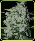 Purple Mexican - Cannabiogen Seeds