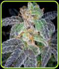 Purple OG #18 - Reserva Privada Seeds