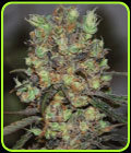 Purple Paralysis - Cream of the Crop