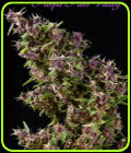 Purple Paro Valley - Mandala Seeds