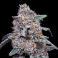Purple People Eater Autoflowering - DNA Genetics Seeds