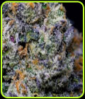 Purple Pop Rocks - StarFire Genetix
