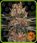 Purple Punch - Barneys Farm Seeds