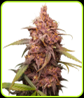 Purple Punch - Seed Stockers