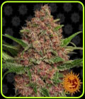 Purple Punch Auto - Barneys Farm Seeds