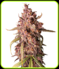 Purple Punch Auto - Seed Stockers