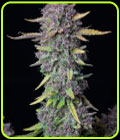 Purple Punch Auto - FastBuds