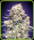 Purple Punch Auto - OO Seeds