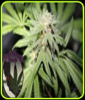Purple Punch BX - Purple Caper Seeds