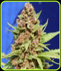 Purple Punch Cookies - Original Sensible Seeds