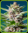 SALE - Purple Punch OG - Sweet Seeds - Sweet Seeds
