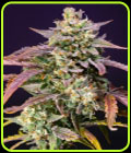 Purple Punch OG XL Auto - Sweet Seeds
