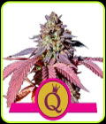 SALE - Purple Queen - Royal Queen Seeds - Cannabis Seed Sale Items