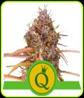 Purple Queen Auto - Royal Queen Seeds