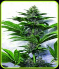 Purple Ryder - Joint Doctor Seeds