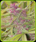 Purple Satellite - Ace Seed bank